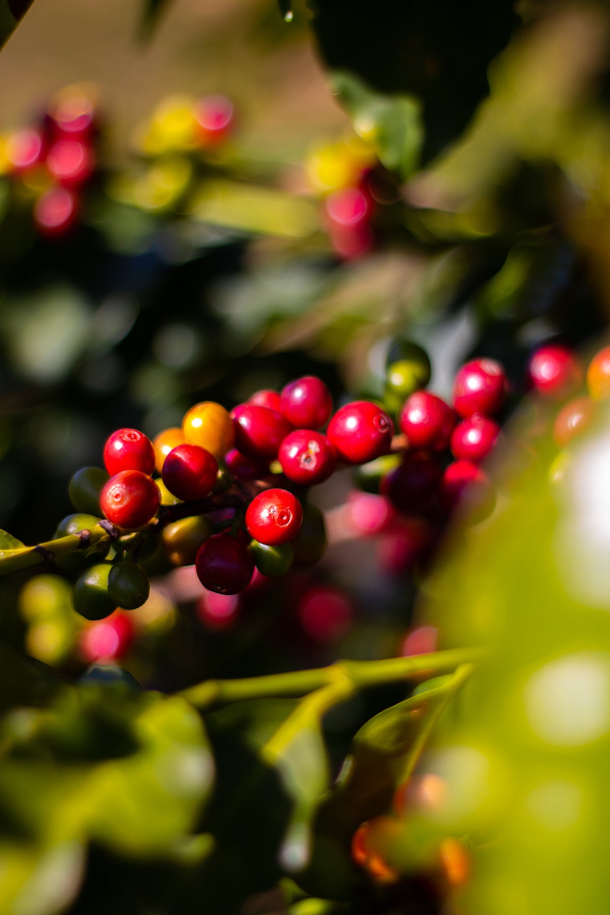 Green Coffee Sandi Coffee Brazilian Specialty Coffees